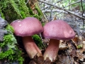 Tricholomopsis_rutilans.jpg