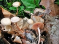 Tubaria_conspersa.jpg