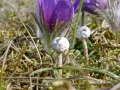 Tulostoma_brumale.jpg