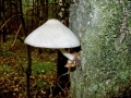 Volvariella_bombycina.jpg