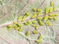 Wahlgreniella nervata