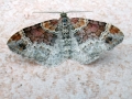 Xanthorhoe_spadicearia_Maennchen.jpg