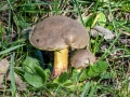 Xerocomellus chrysenteron