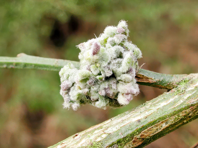 Aceria genistae