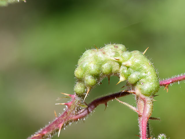 Diastrophus rubi