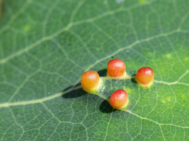 Harmandiola globuli