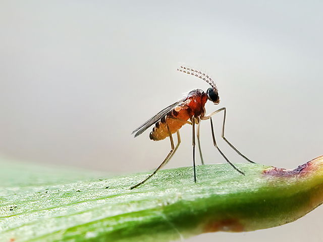 Jaapiella hypochoeridis