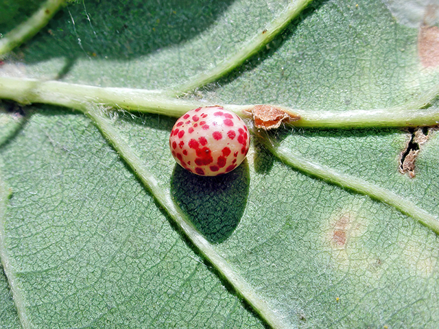 Neuroterus anthracinus