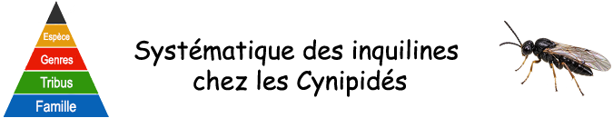 Galles végétales - Systématique des inquilins Galles végétales - Systématique des inquilins