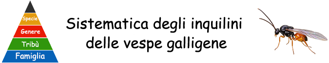Galle vegetali - Sistematica degli inquilini (Cynipoidea)