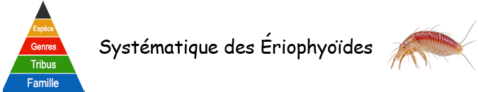 Cécidologie - Systématique des acariens galligènes