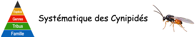 Galles végétales - Systématique des guêpes à galles (Cynipoidea)