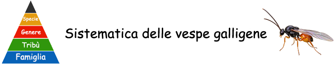 Galle vegetali - Sistematica delle vespe galligene (Cynipoidea)